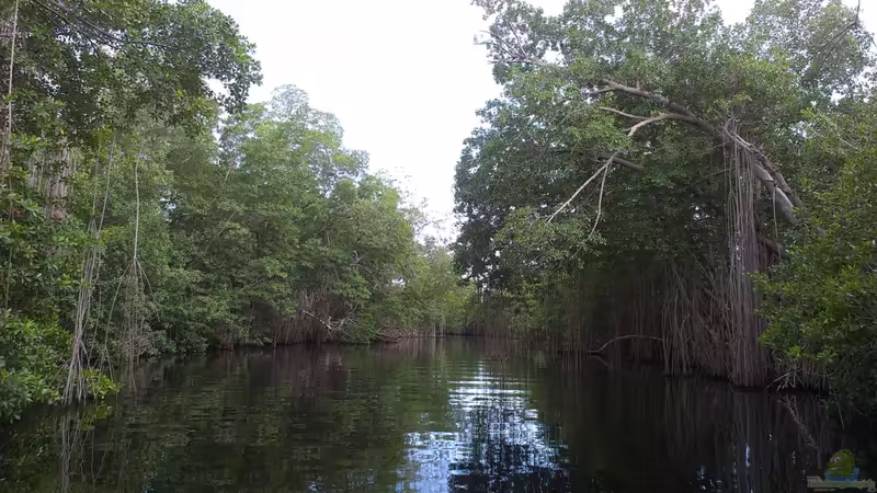 Live aus den Biotopen--- Jamaika