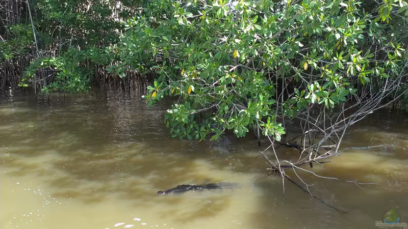 Live aus den Biotopen--- Jamaika