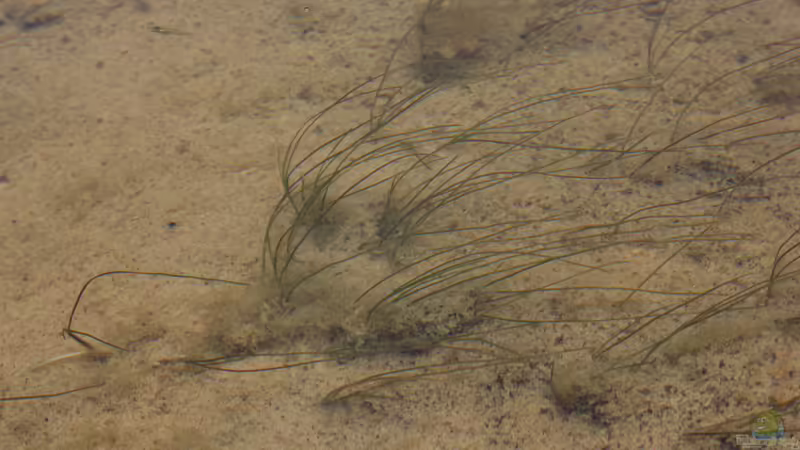 Live aus den Biotopen - Der Venezualer auf Abwegen, der Guppy Salvaje Mexicano