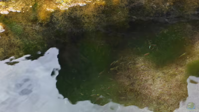 Live aus den Biotopen - Der Venezualer auf Abwegen, der Guppy Salvaje Mexicano