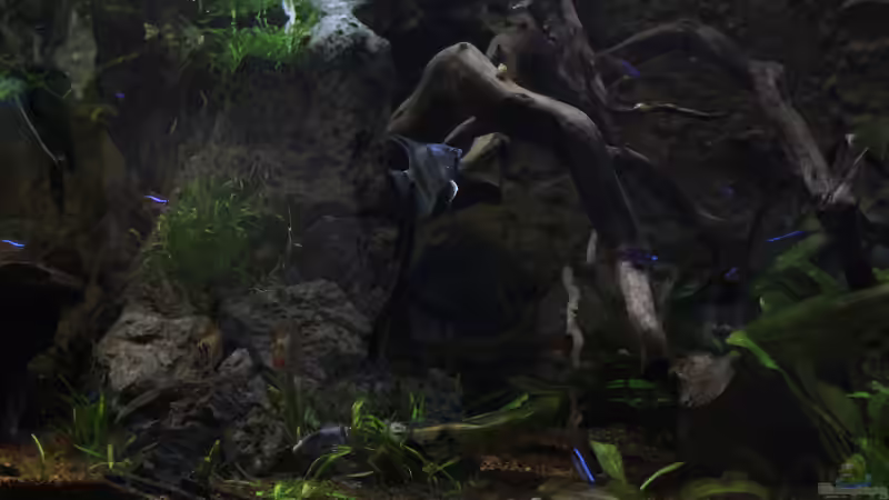 live setup von Falk (1)