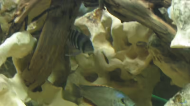 Livingstoni von Bjoern Spiegelhoff (10)