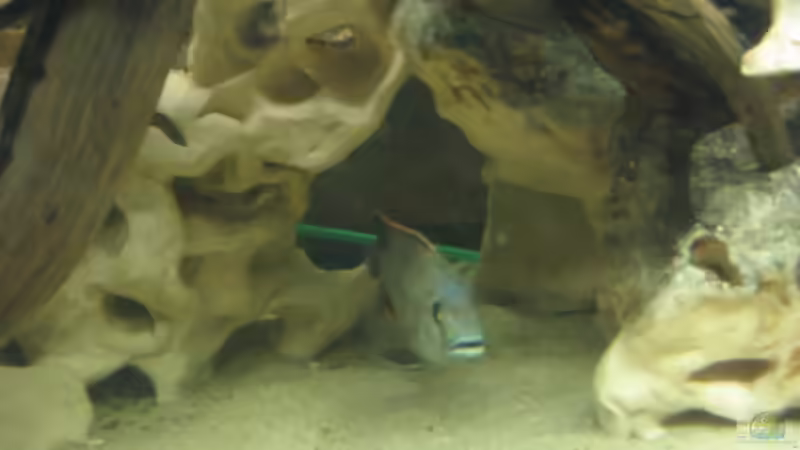 Livingstoni von Bjoern Spiegelhoff (11)