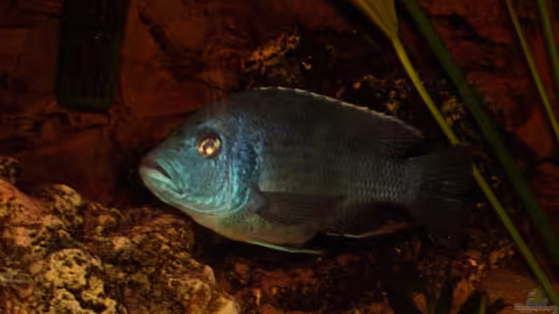 Livingstonii Bock mein moechte gern Macho, grins von mr.boomBASCHTIc (11)