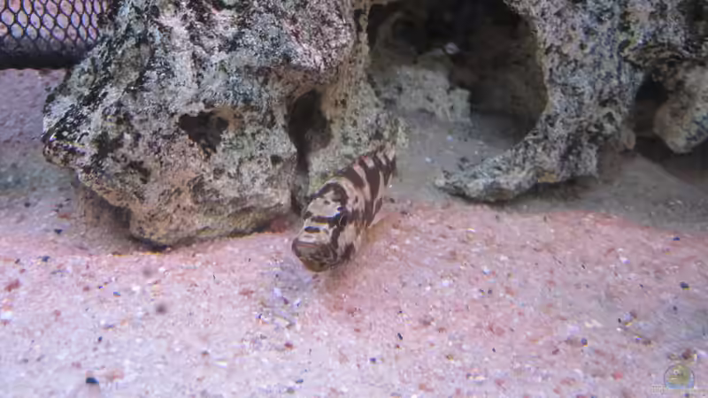 Livingstonii Mädel mit vollen Backen von Manfred Meyer (45)