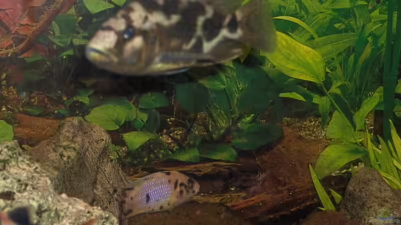 Livingstonii von Jens Zinder (15)