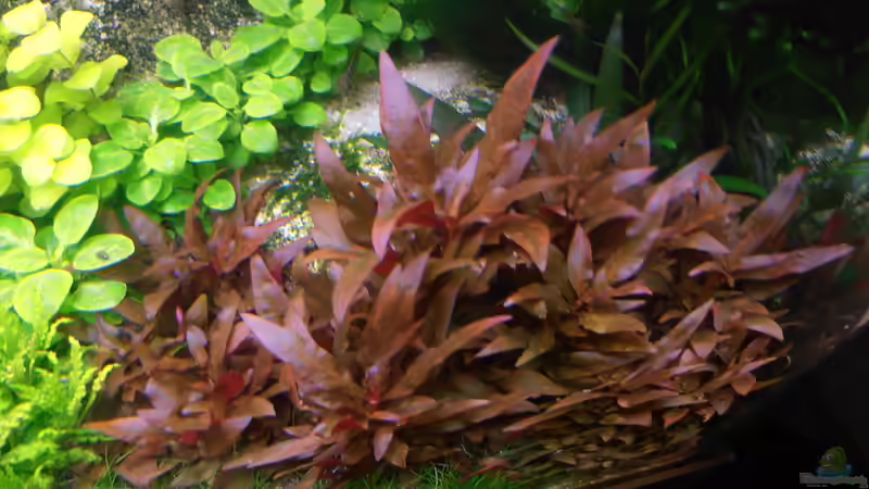 Lobelia Cardinalis - kleine Form von achim-cool (9)