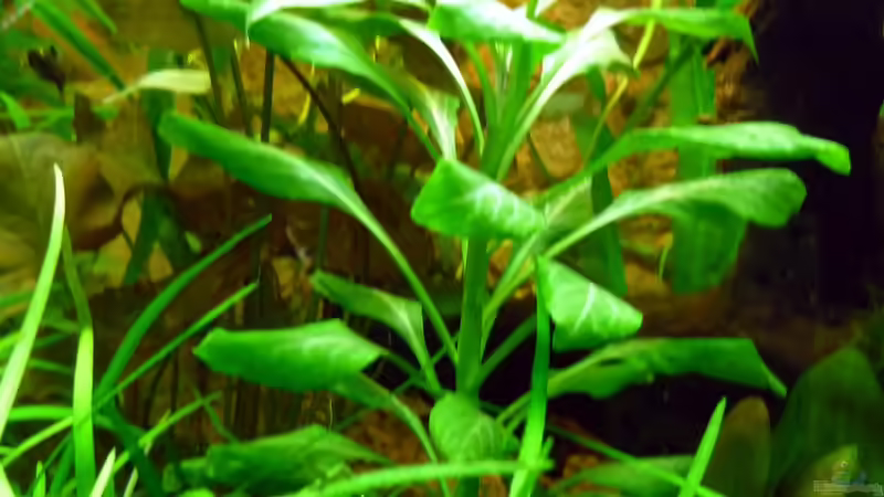 Lobelia cardinalis  von Sabrina & Dirk Bergmann (29)