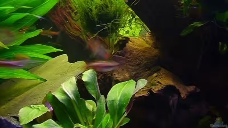 Lobelia Cardinalis/Biosphärenballmit Javamoos/Wurzel mit Javafarn von Falk (13)