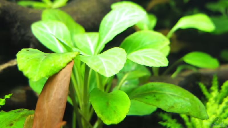 Lobelia cardinalis von axolotl (24)