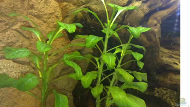 Lobelia cardinalis von Basti235 (9)