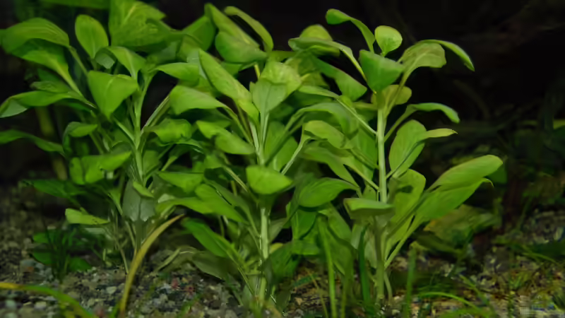 Lobelia cardinalis von Daniel Monney (4)