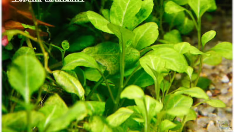 Lobelia cardinalis von Ralf64 (42)