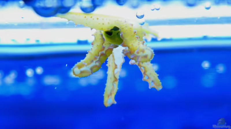 Lobiger viridis von Malawigo (39)