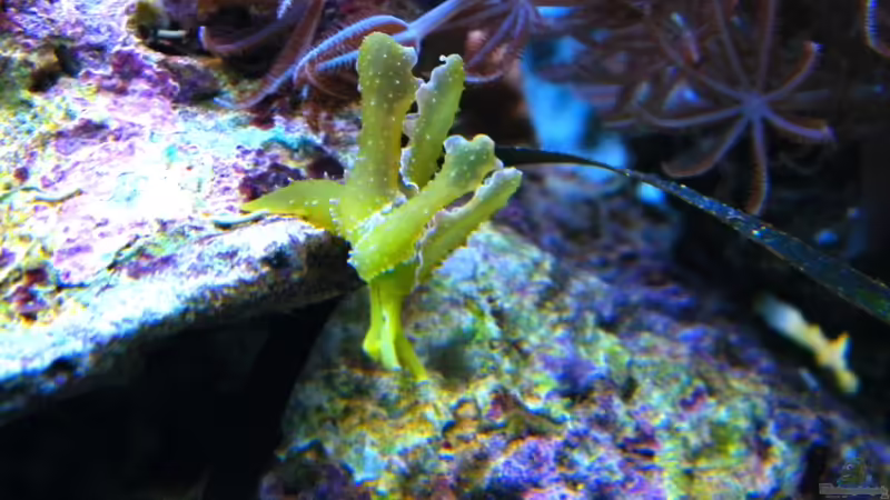 Lobiger viridis von Malawigo (40)