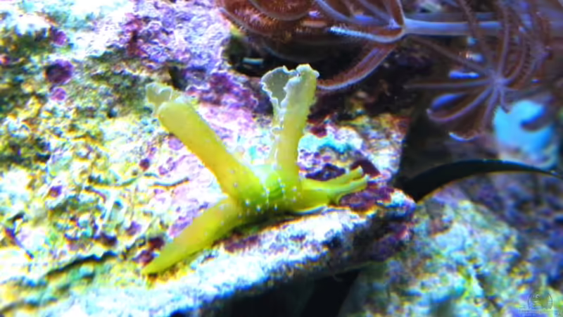 Lobiger viridis von Malawigo (41)