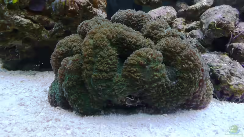 Lobophyllia hemprichi von berchti555 (42)