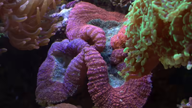 Lobophyllia hemprichii - Doldenkoralle von Holger Höhn (14)