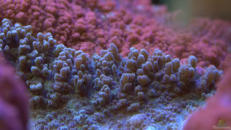 Lobophyllia hemprichii - Nahaufnahme von Holger Höhn (15)