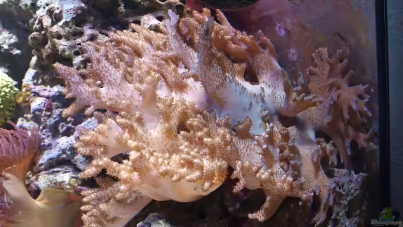 Lobophyton von Christian Holtkamp (11)