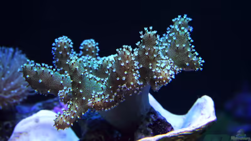 Lobophytum - Fingerlederkoralle von meerwasser-gb (4)