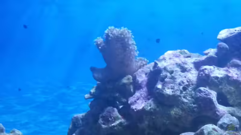 Lobophytum sp. 02 - Fingerlederkoralle von Wiege (13)