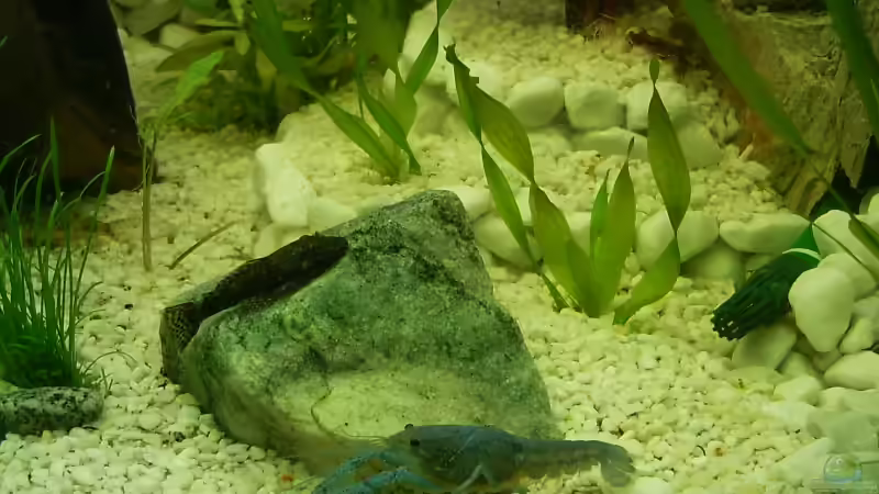 Lobster von Dieter Schönherr (20)