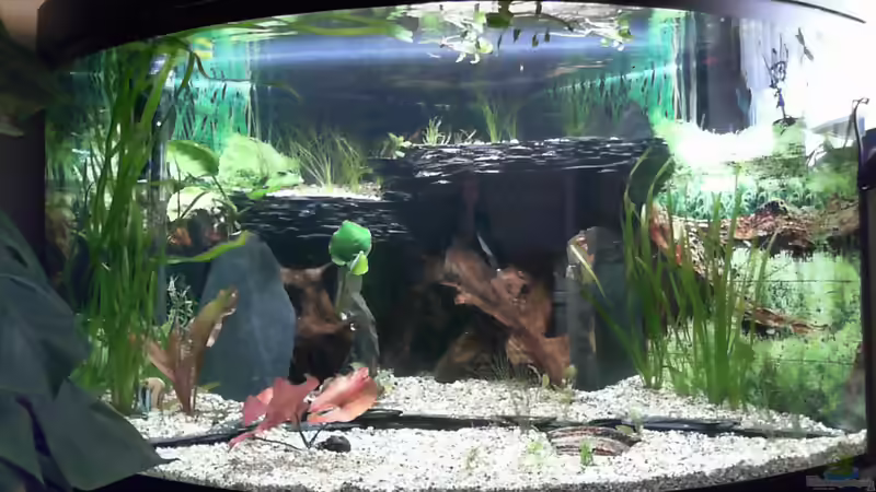 Loch geflickt Sand ins Separee und Wasser rein. In ein paar Stunden können meine von Dieter Pr (8)