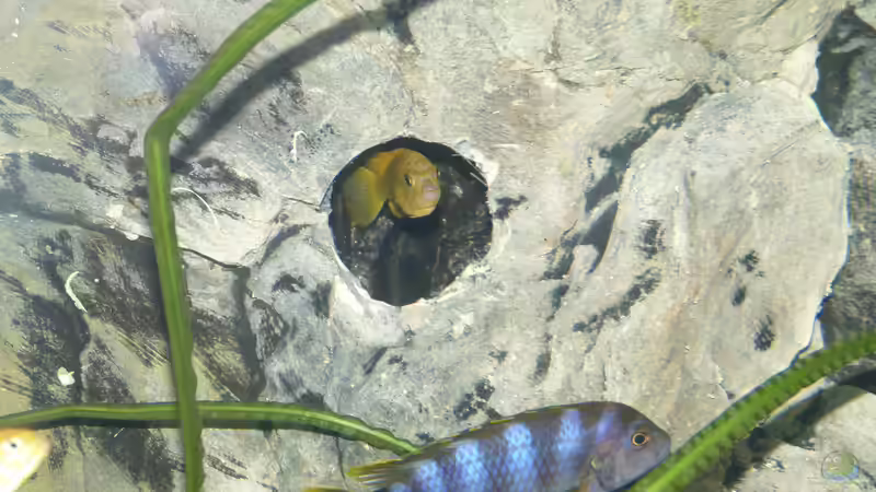 Loch zum hinterschwimmen der Rückwand von Malawi-Freunde (12)