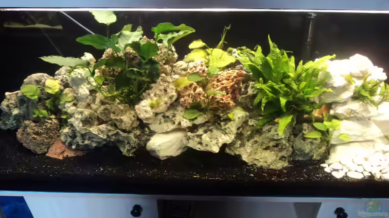 Lochgestein ,Spaghettigestein , Javafarn , Anubis... 2011 von Malawiwelt (15)