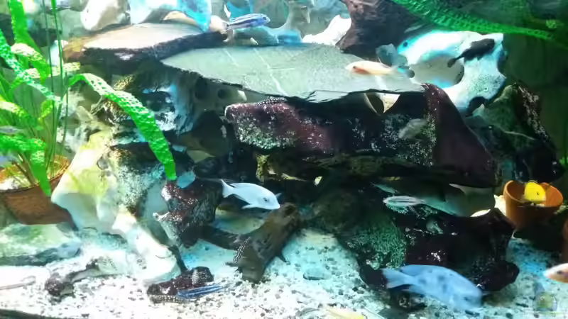 Lochgestein 300kg von Angelo Nardello (7)