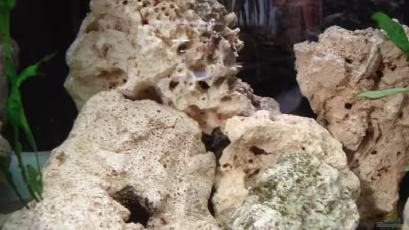 Lochgestein als Versteckmöglichkeit von Lukas Szewczyk (10)