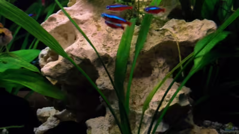 Lochgestein bepflanzt mit Speerblatt von Sabrina + Michi (6)