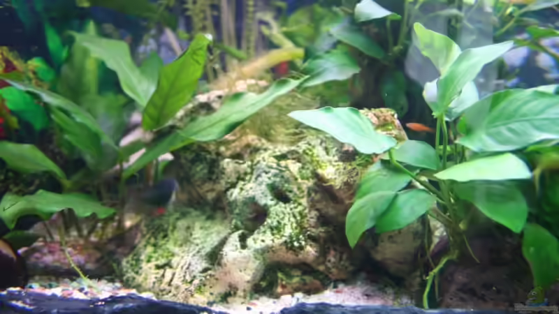 Lochgestein groß von Alexander Engel (19)