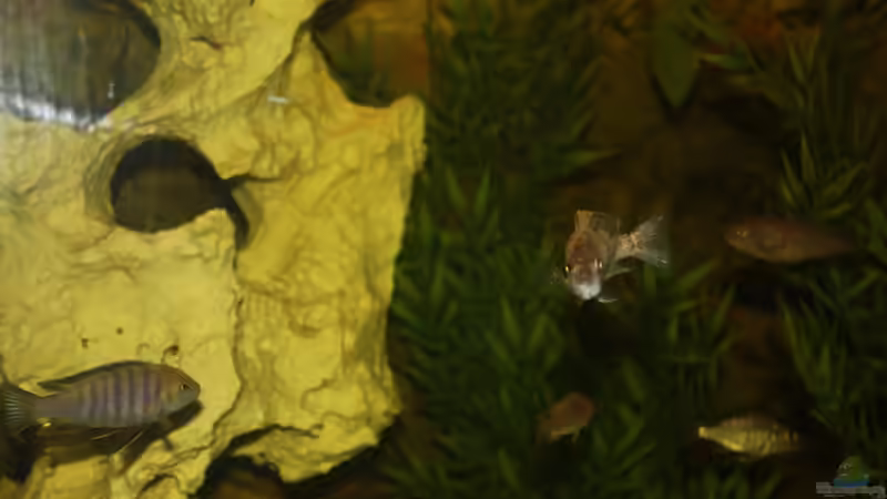 Lochgestein im Becken hängent von Sascha Vienerius (7)