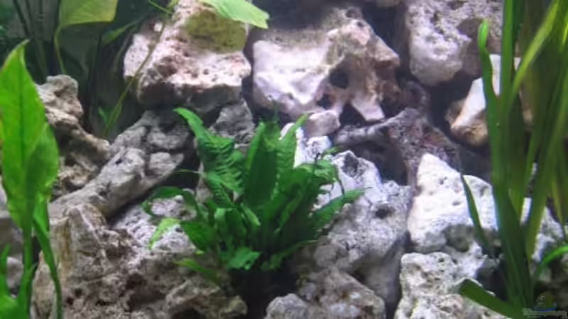 Lochgestein jetzt bis zur Wasseroberfläche von Klaus Hagemann (5)