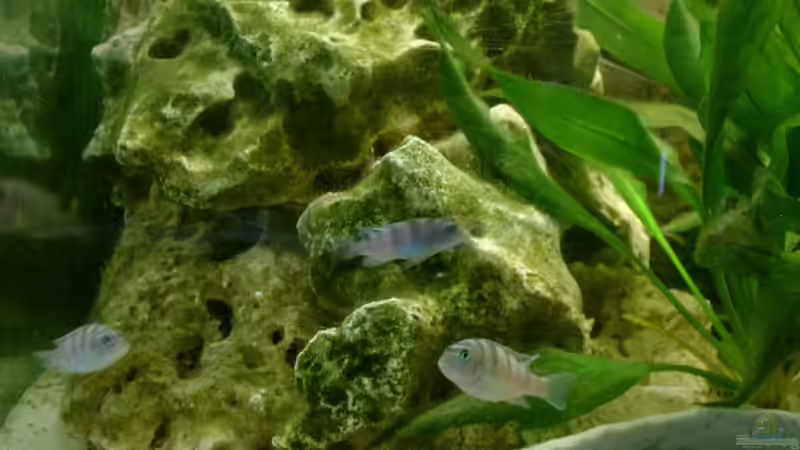 Lochgestein links mit Metriaclima lombardoi Weibchen von Michael Kamlage (4)