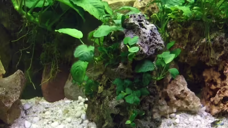 Lochgestein mit Anubia von Frank Seifarth (7)