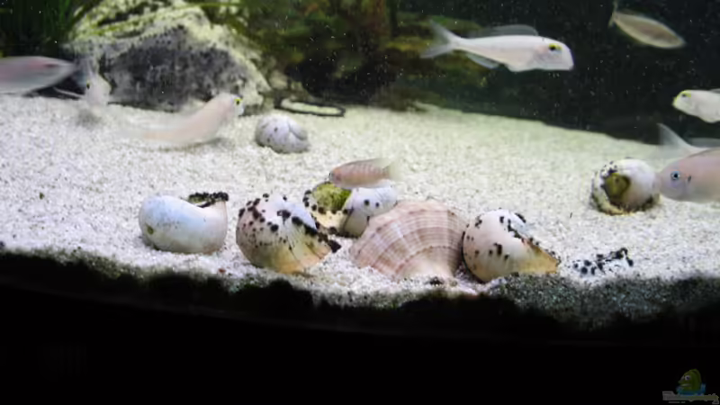 Lochgestein mit Anubias und leere Schneckengehäuse im Vordergrund von Christian Witte (7)