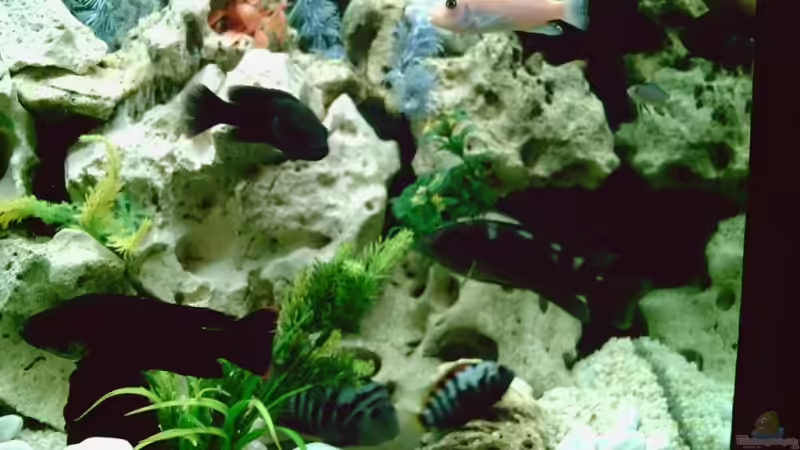 Lochgestein und Pflanzen von Ronald Leuschner (4)