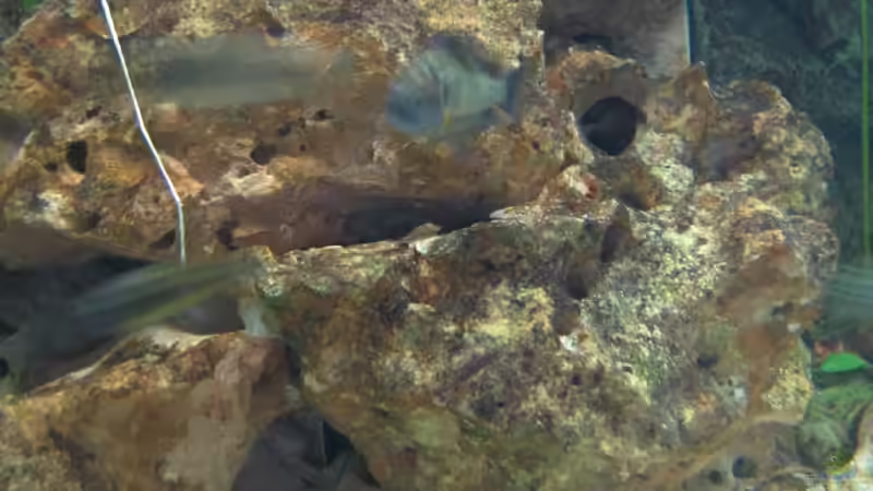 Lochgestein von Ferdinand Aichinger (12)