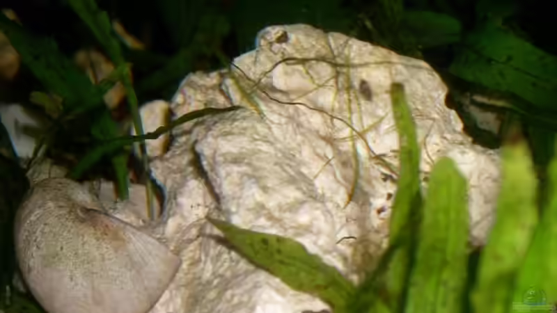 Lochgestein von Jenny (16)