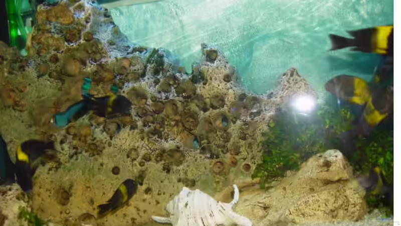 Lochgestein von Mathi-n (7)