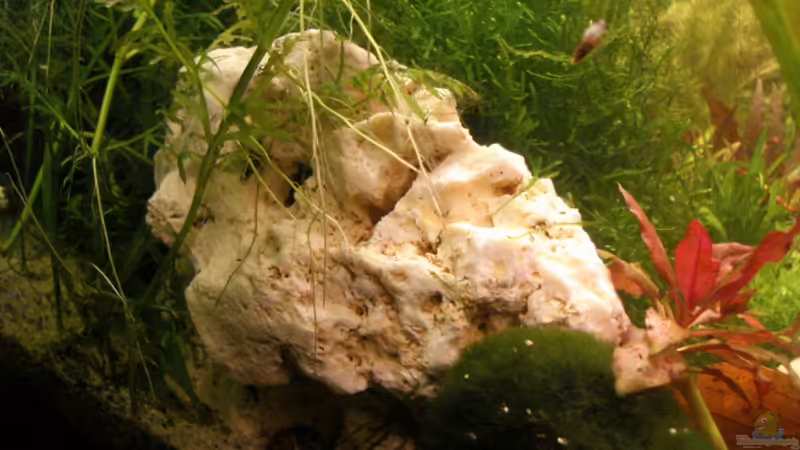 Lochgestein von Susanne Kruse (12)