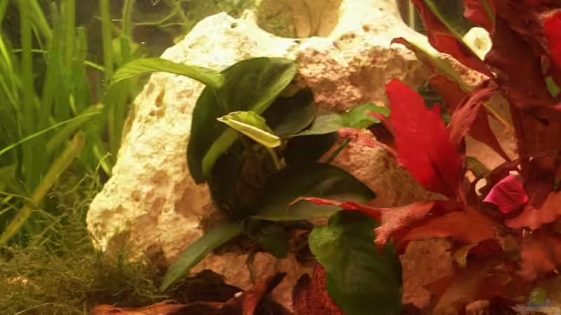 Lochstein bepflanzt im Hintergrund von Sauerlandmicha (15)