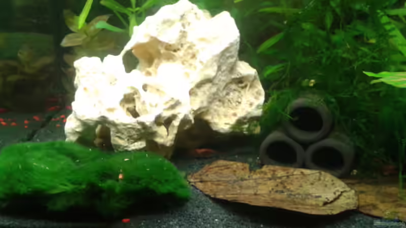 Lochstein und Seemandelblätter von Bully-1999 (3)