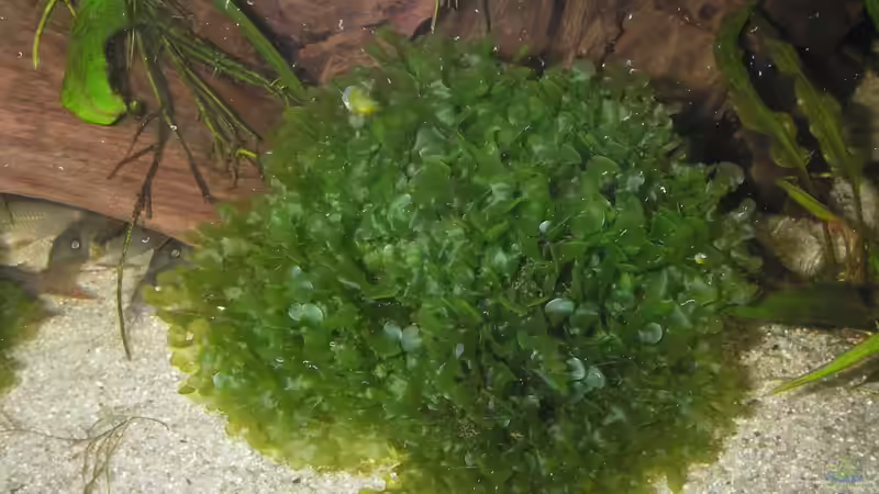 Lomariopsis lineata von JMB (4)