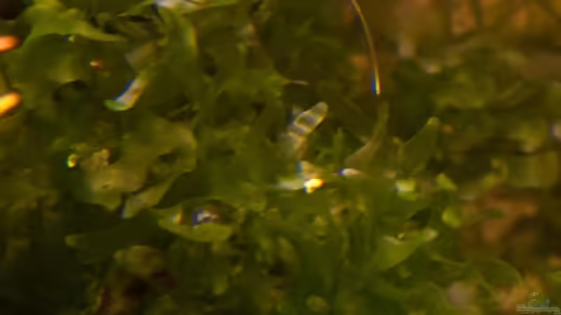 Lomariopsis lineata von Ralf64 (26)