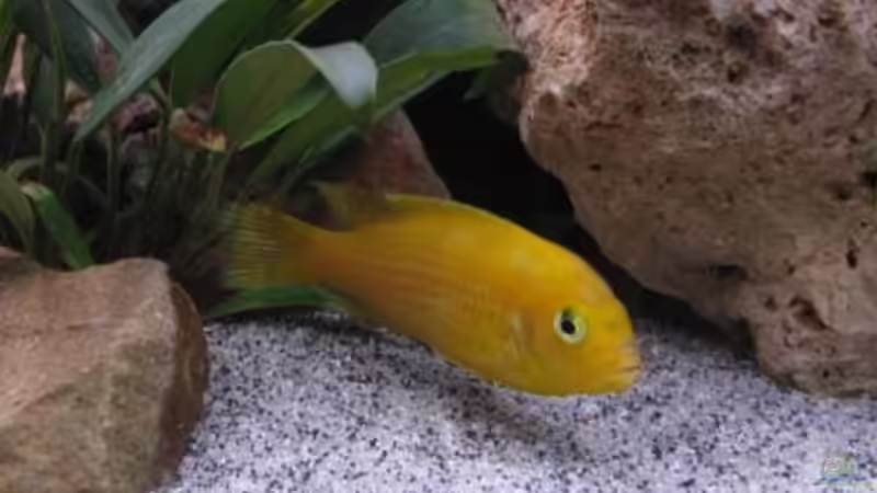 Lombadoi Bock von Udo´s - Malawi Raumteiler (12)