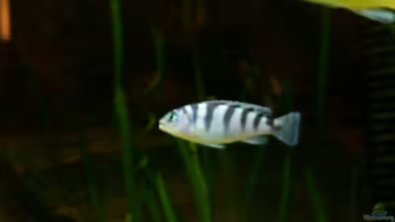 Lombardio von Michael Meier (10)